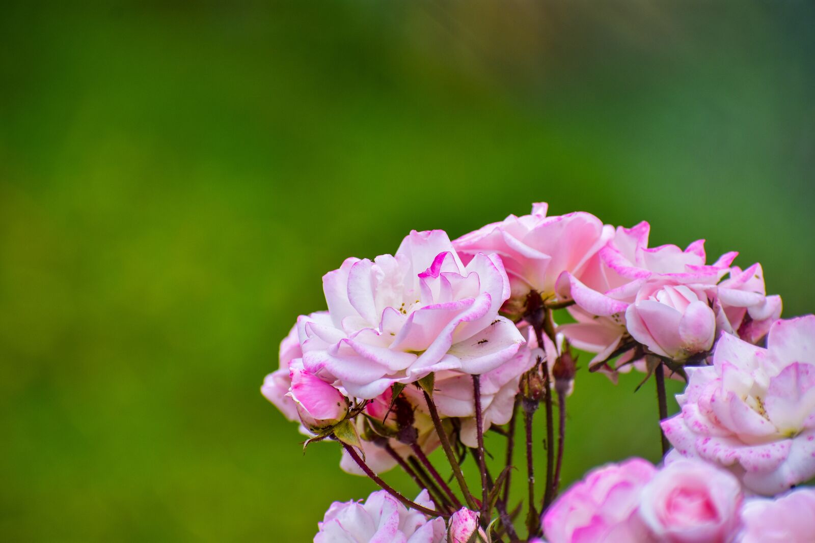 Nikon D3400 sample photo. Rosa, bella, flower photography