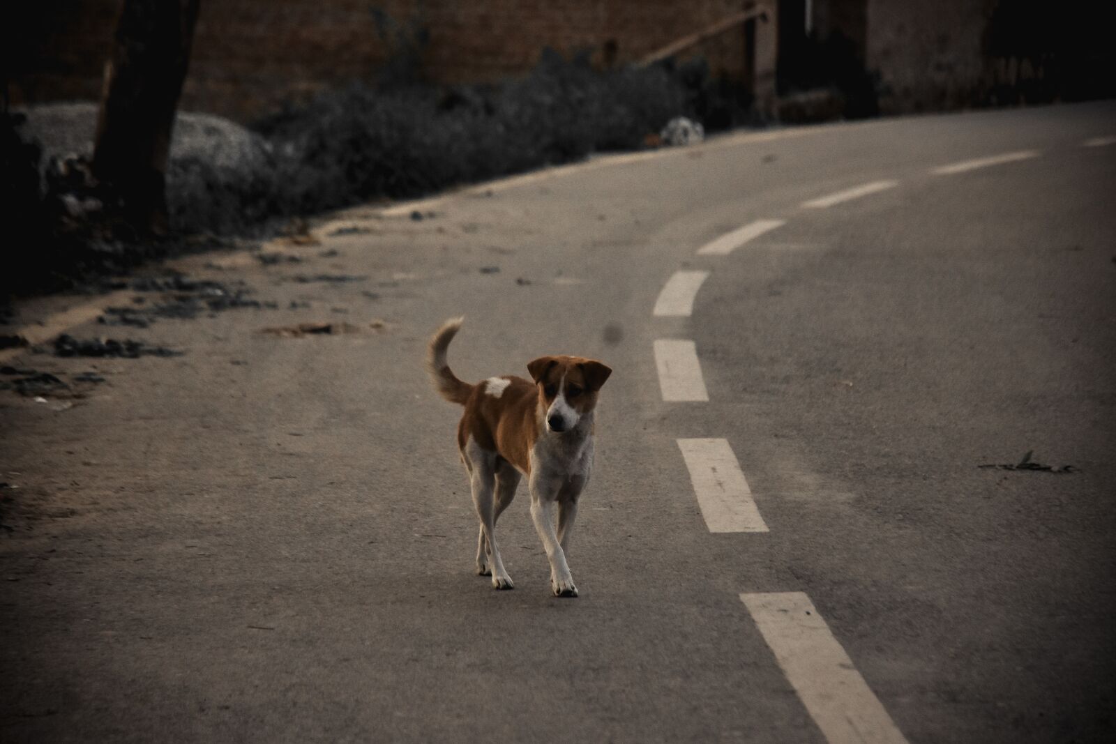 Nikon D7200 sample photo. Dog, street, lonely photography