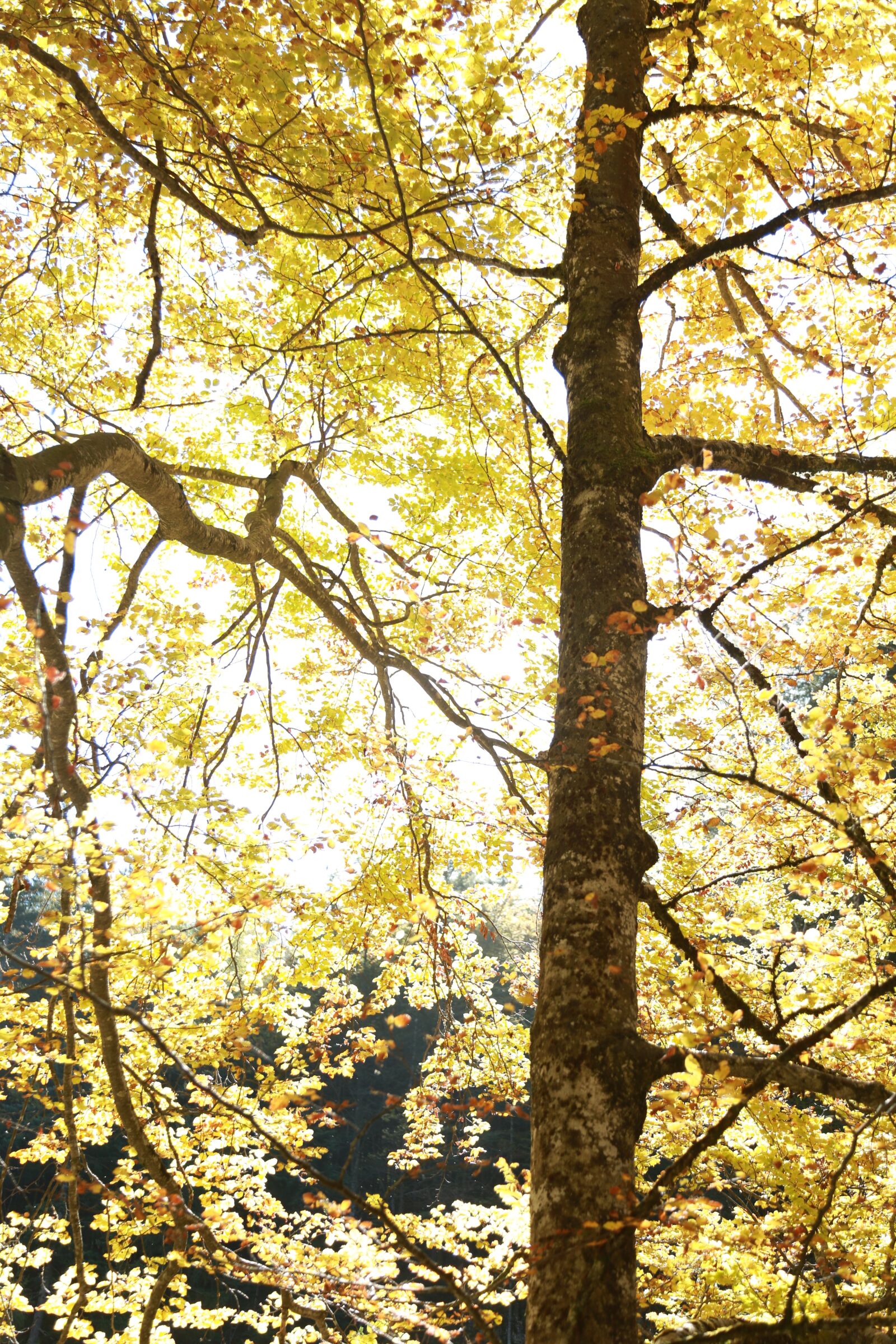 Canon EF 24-105mm F4L IS USM sample photo. Tree, autumn, nature photography
