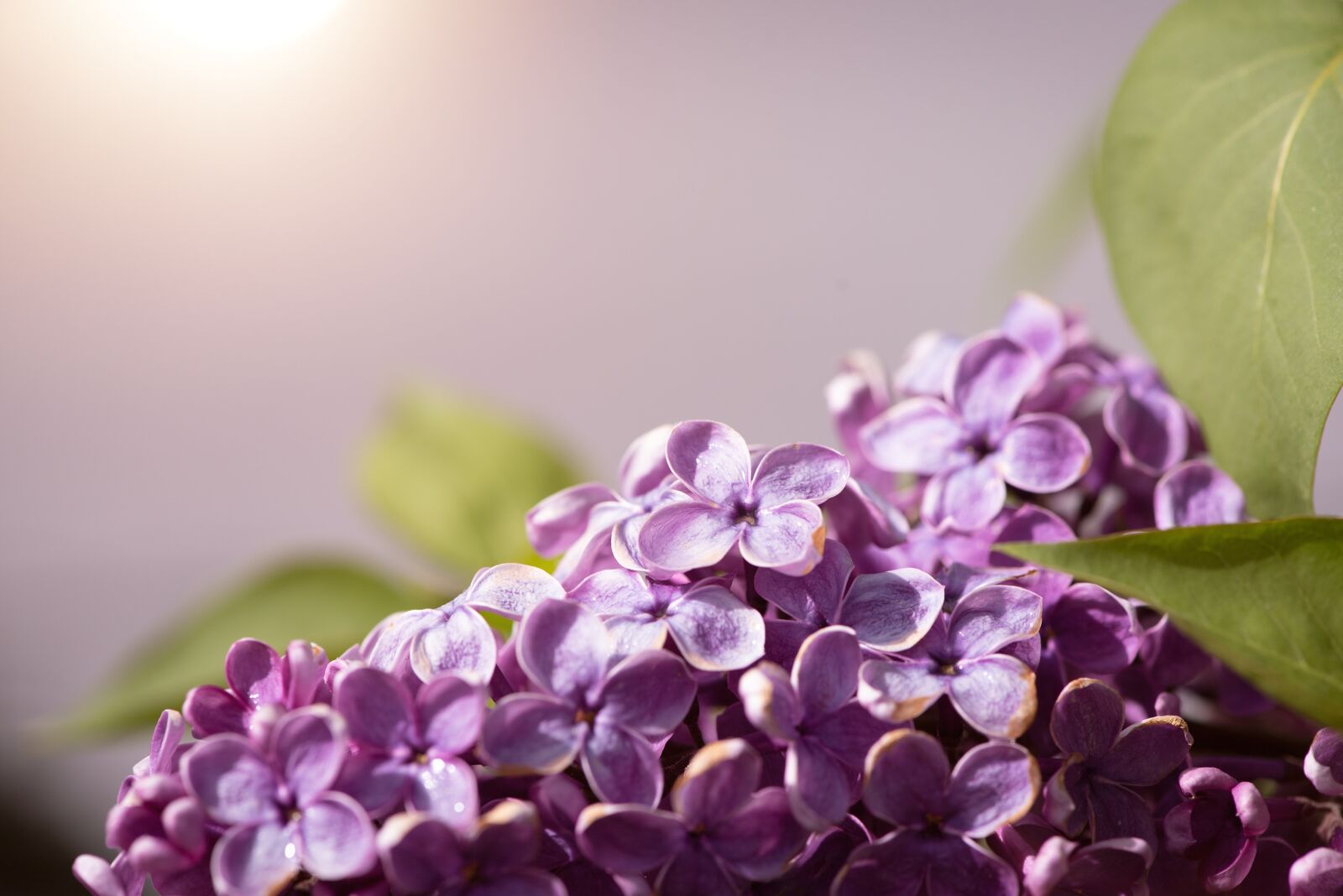 Nikon D750 sample photo. Lilac, flowers, fliederblueten photography