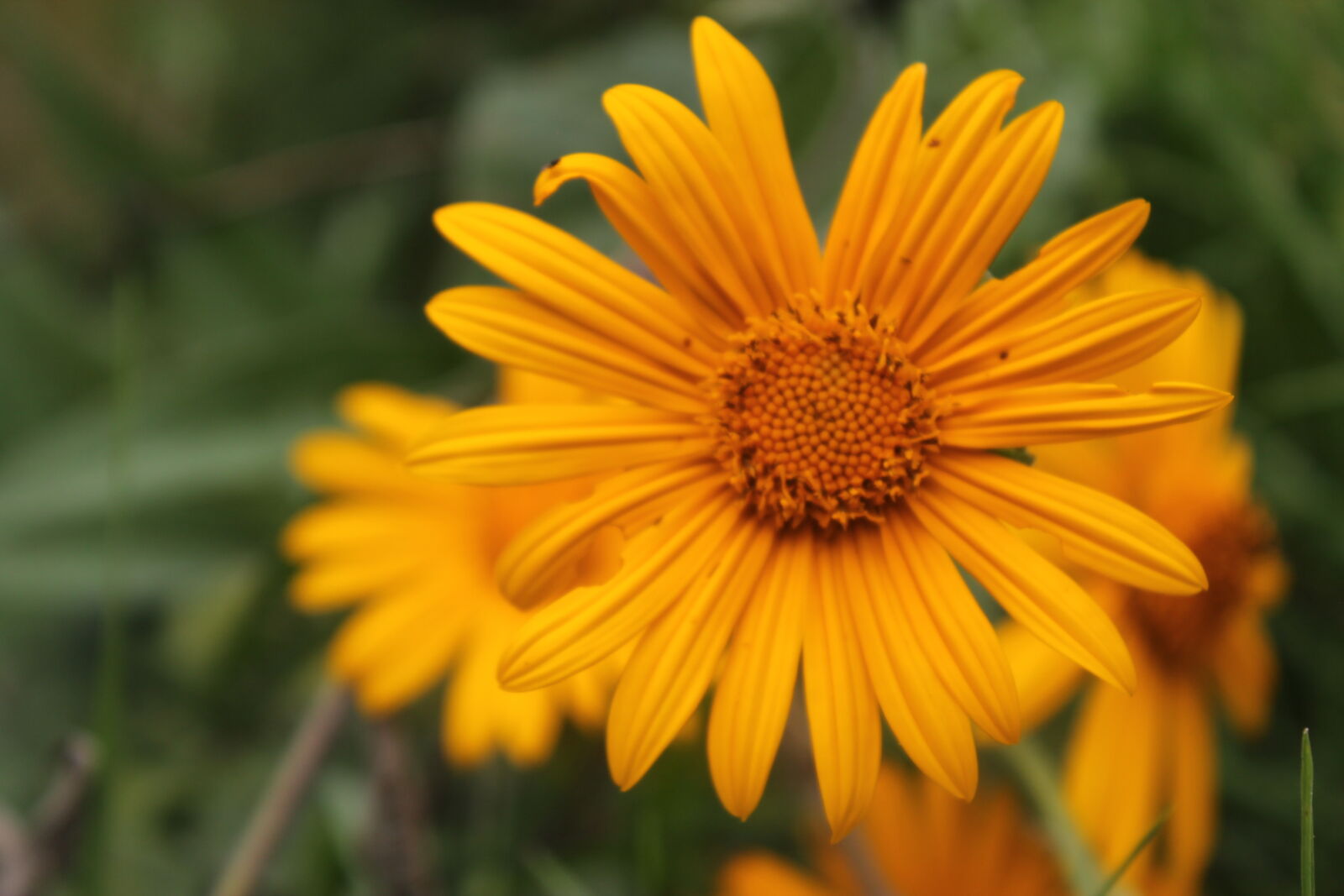 Canon EOS 1100D (EOS Rebel T3 / EOS Kiss X50) sample photo. Flowers, natural, nature, spring photography