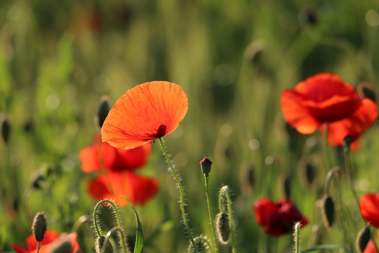Canon EF 70-300 F4-5.6 IS II USM sample photo. Red poppy, evening, bloom photography
