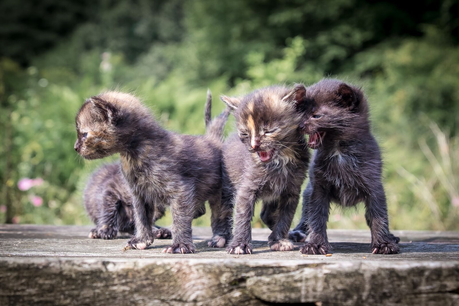 Fujifilm XF 18-135mm F3.5-5.6 R LM OIS WR sample photo. Funny, kittens, cute photography