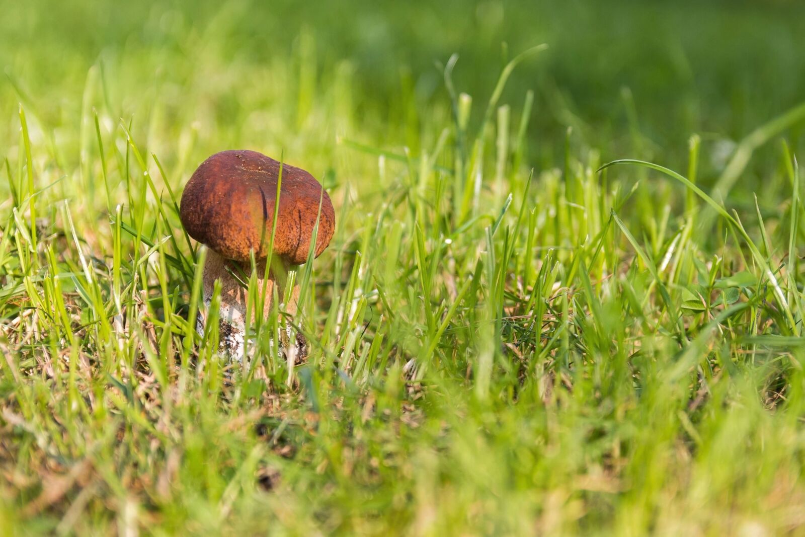 Canon EOS 70D sample photo. Mushroom, grass, plant, meadow photography