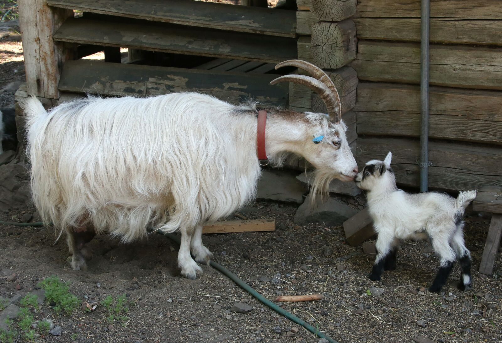Canon EOS 6D + Canon EF 28-300mm F3.5-5.6L IS USM sample photo. Goat, kid, domestic animal photography