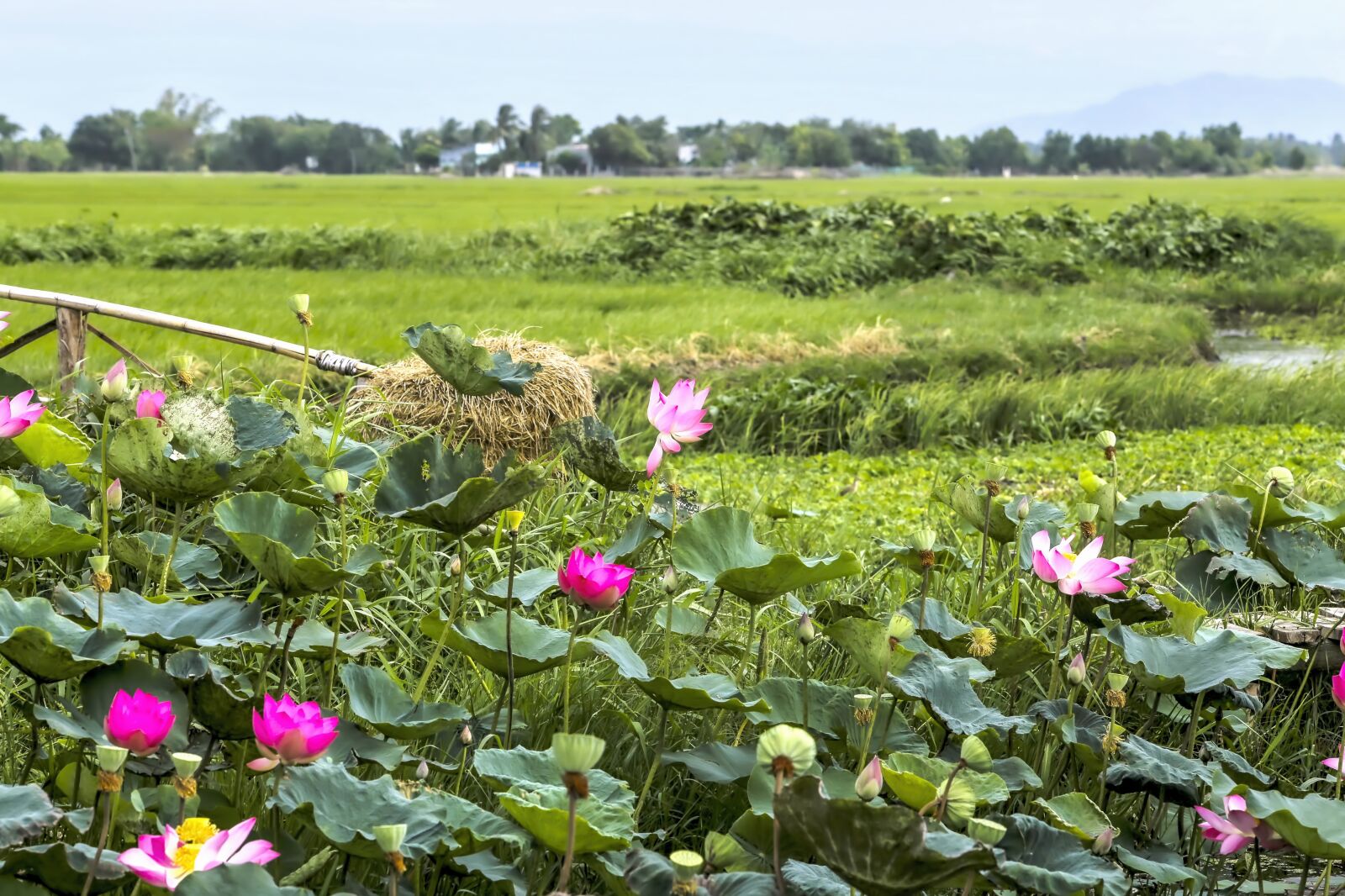Canon EF 70-200mm F2.8L IS USM sample photo. Paddy field, flower, lotus photography