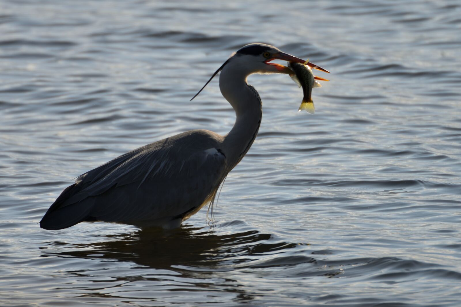 Nikon D800 sample photo. Bird, wild animals, waters photography