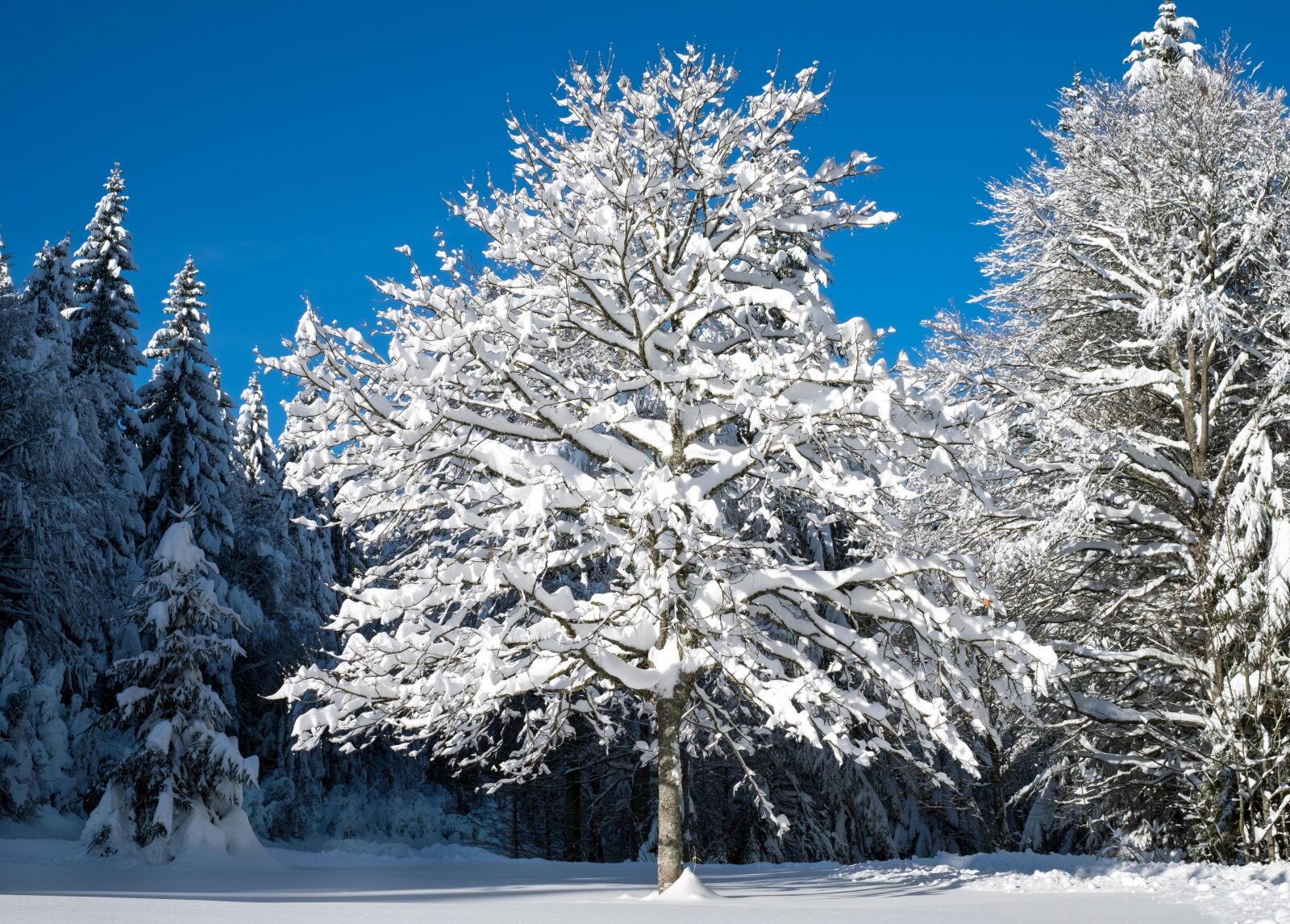 Fujifilm X-T10 + Fujifilm XF 35mm F1.4 R sample photo. Tree, winter, snow landscape photography