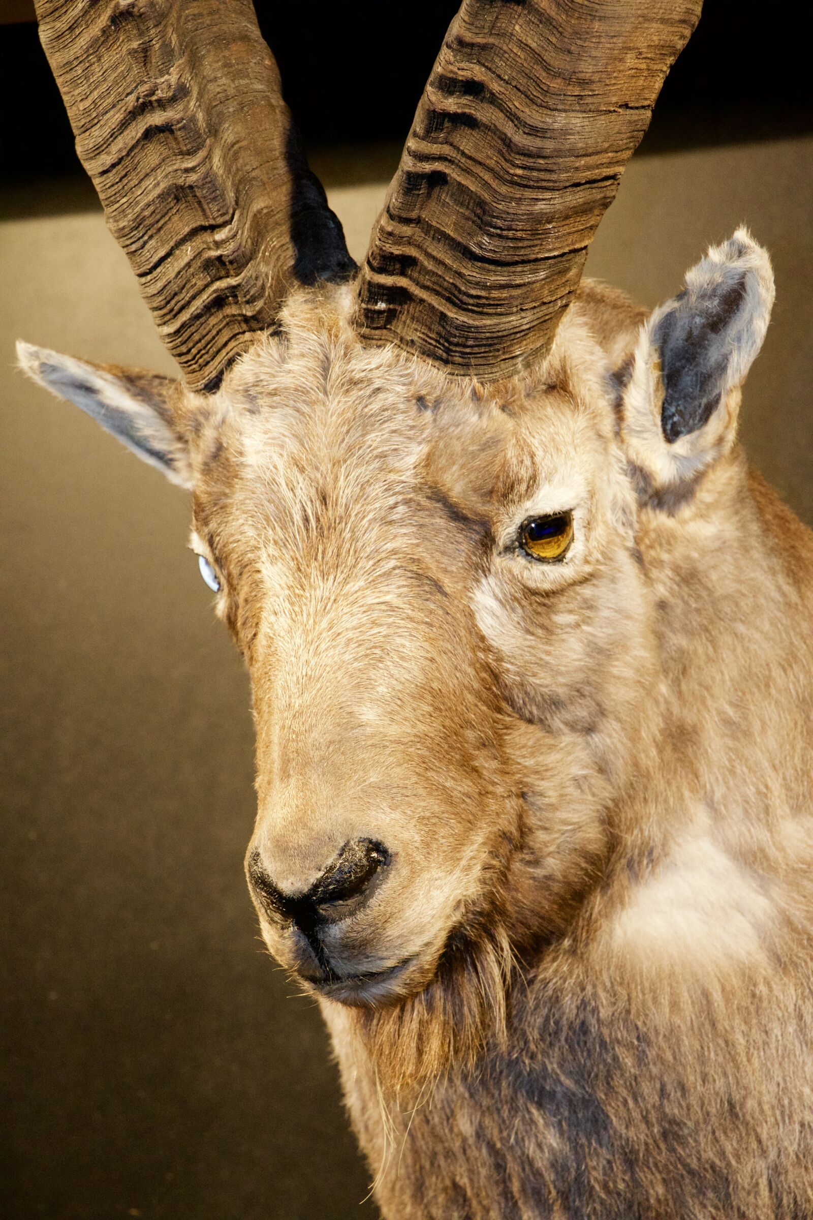 Canon EOS 70D sample photo. Nature, animals, capricorn photography
