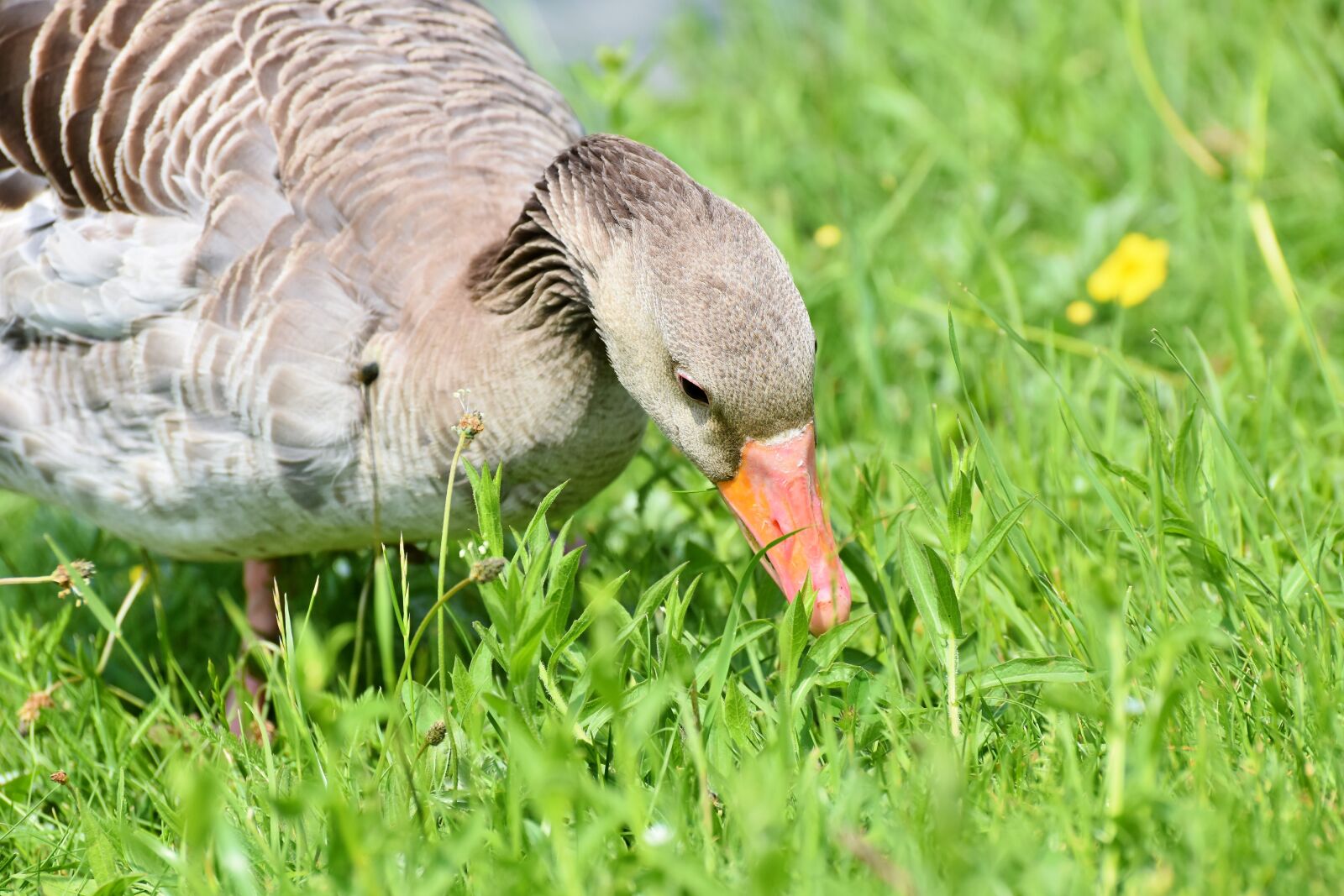 Nikon D7200 sample photo. Greylag goose, wild goose photography