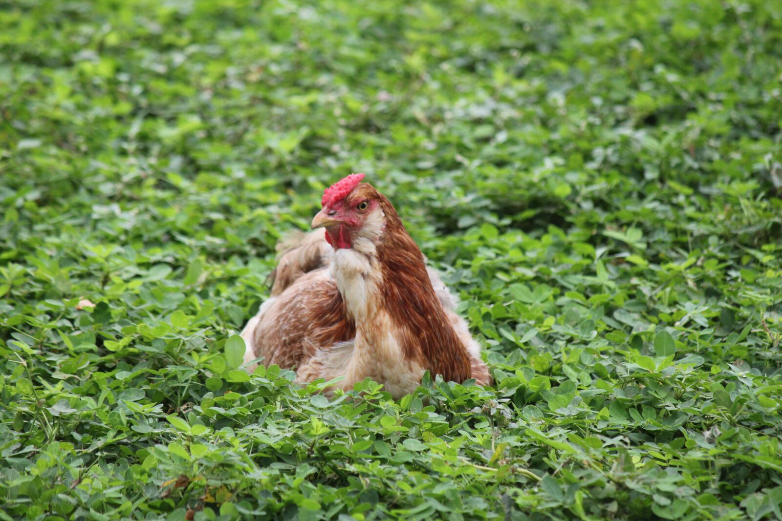 Canon EOS 550D (EOS Rebel T2i / EOS Kiss X4) sample photo. Hen, field, farm photography