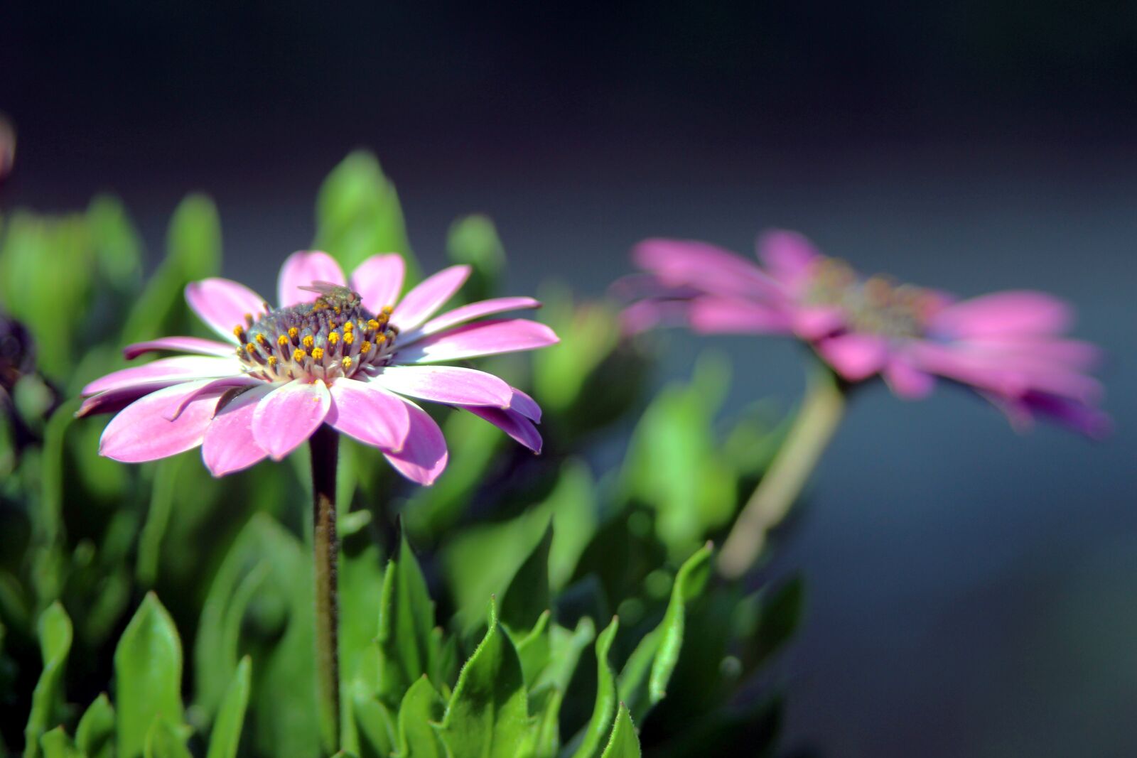 Canon EOS 650D (EOS Rebel T4i / EOS Kiss X6i) sample photo. Flower, macro, petals photography