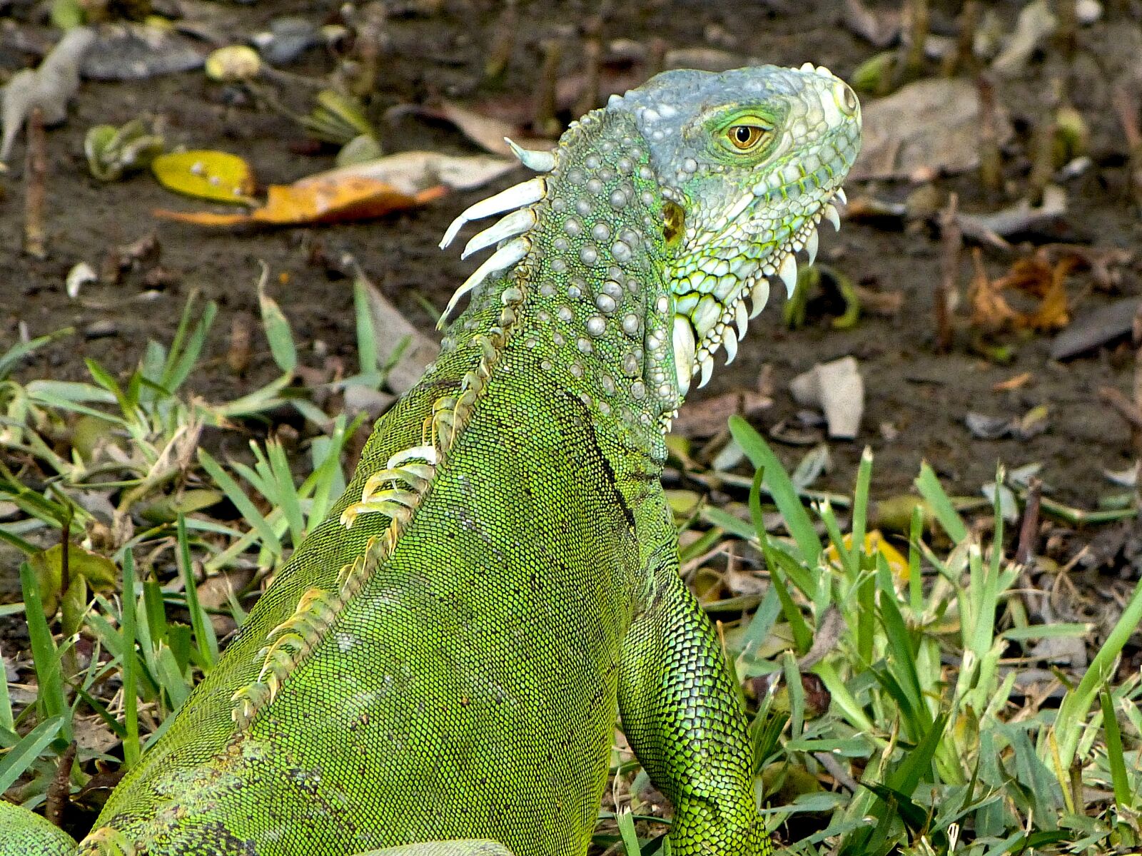 Panasonic Lumix DMC-FZ150 sample photo. Iguana, usa, florida photography