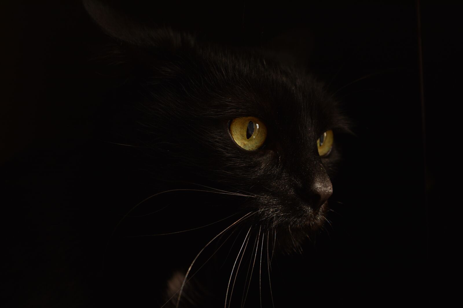 Nikon D7100 sample photo. Cat, black, kitten photography