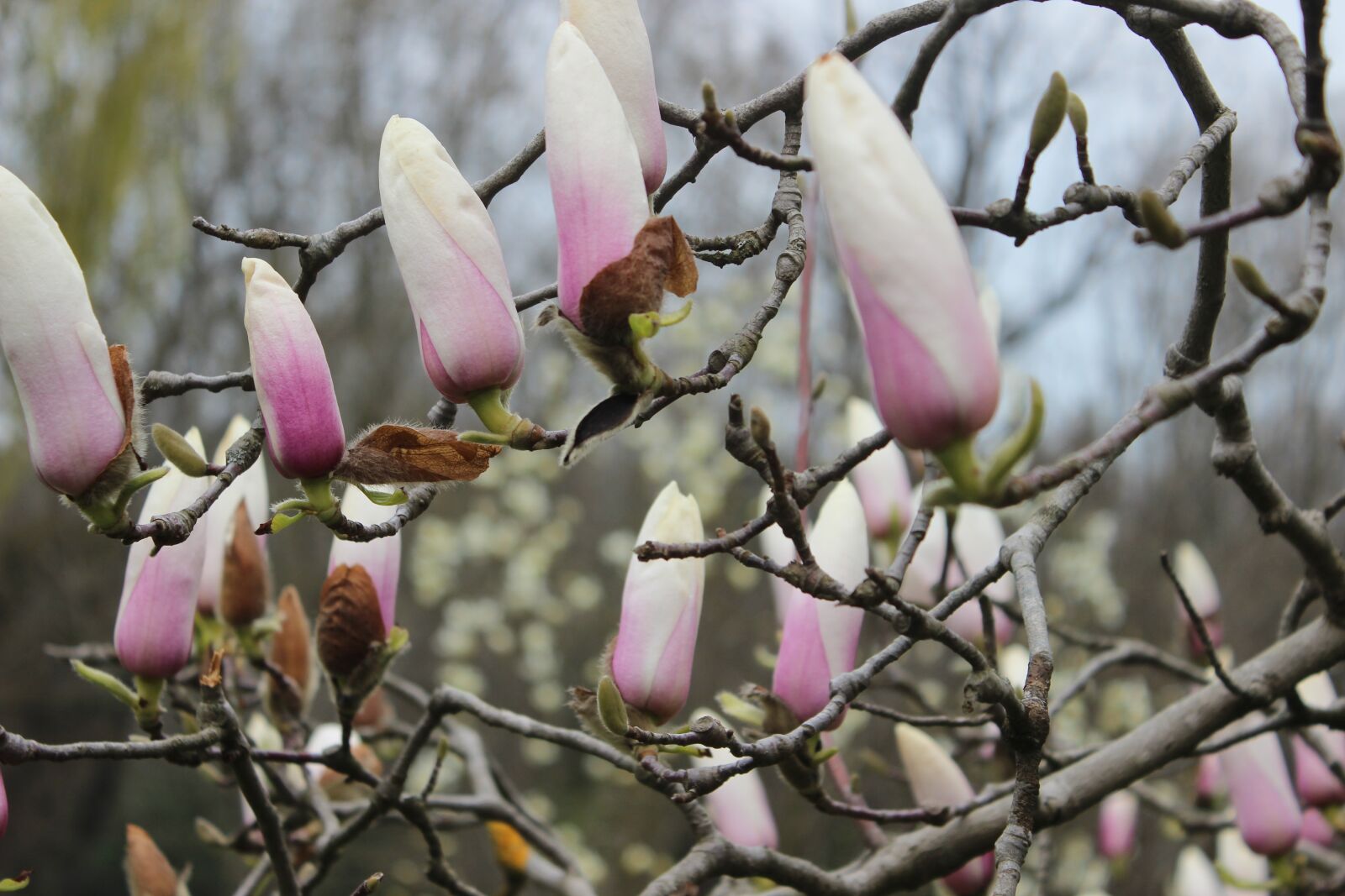 Canon EOS 600D (Rebel EOS T3i / EOS Kiss X5) sample photo. White, flower, tree photography