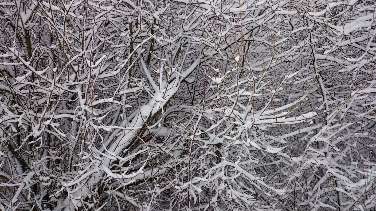 Sony Xperia Z1 Compact sample photo. Nature, frost, texture photography