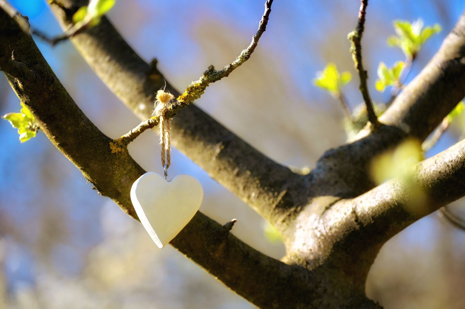 Nikon Z6 sample photo. Frühlingsanfang, tree, bud photography