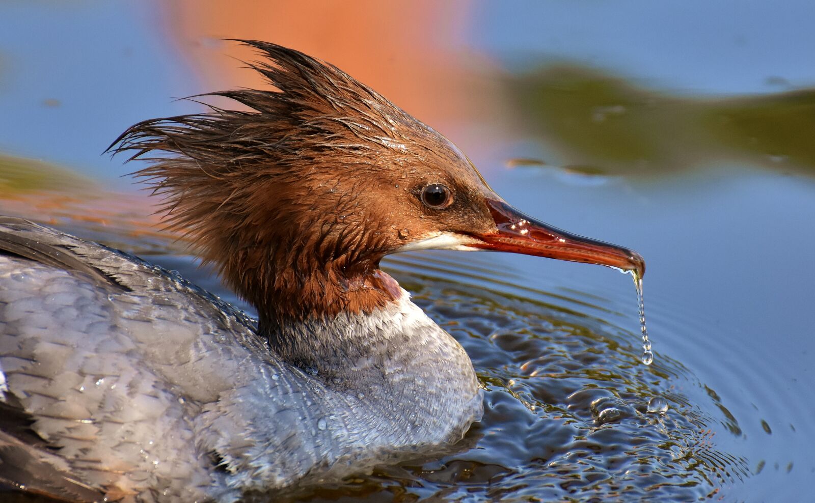 Nikon D7200 sample photo. Merganser, mergus merganser, duck photography