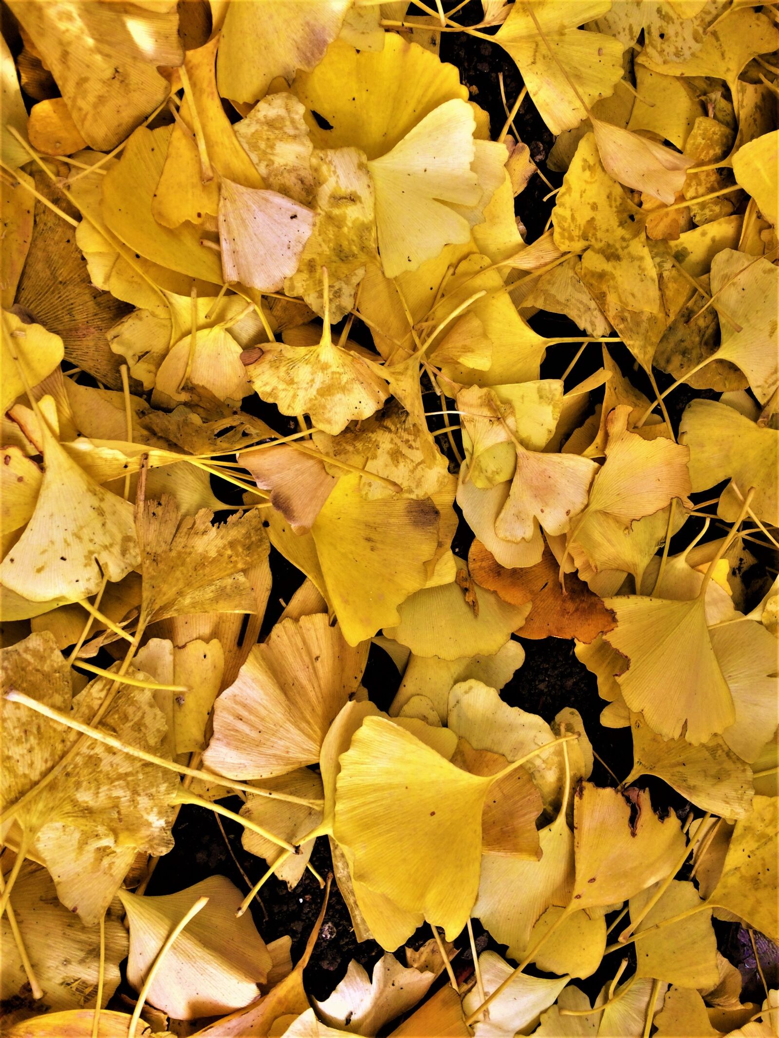 iPhone 5s back camera 4.15mm f/2.2 sample photo. Maidenhair tree, gingko tree photography