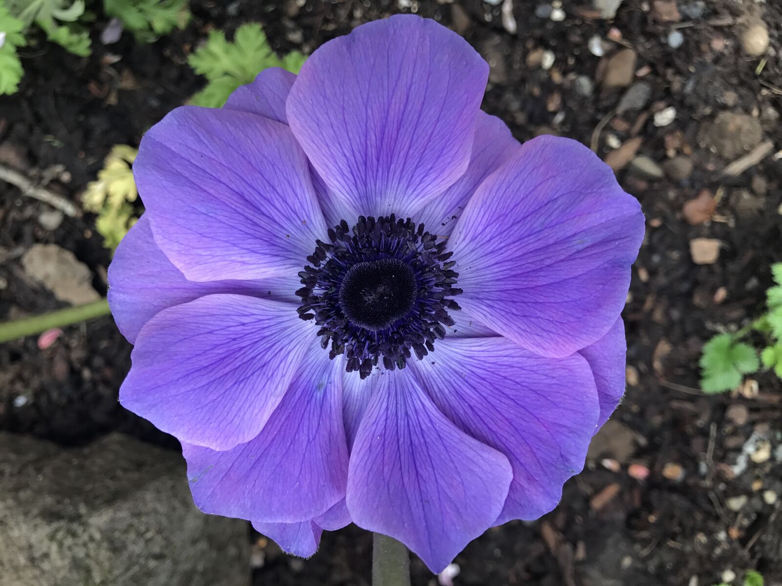 Apple iPhone 7 sample photo. Anemone, purple, nature photography