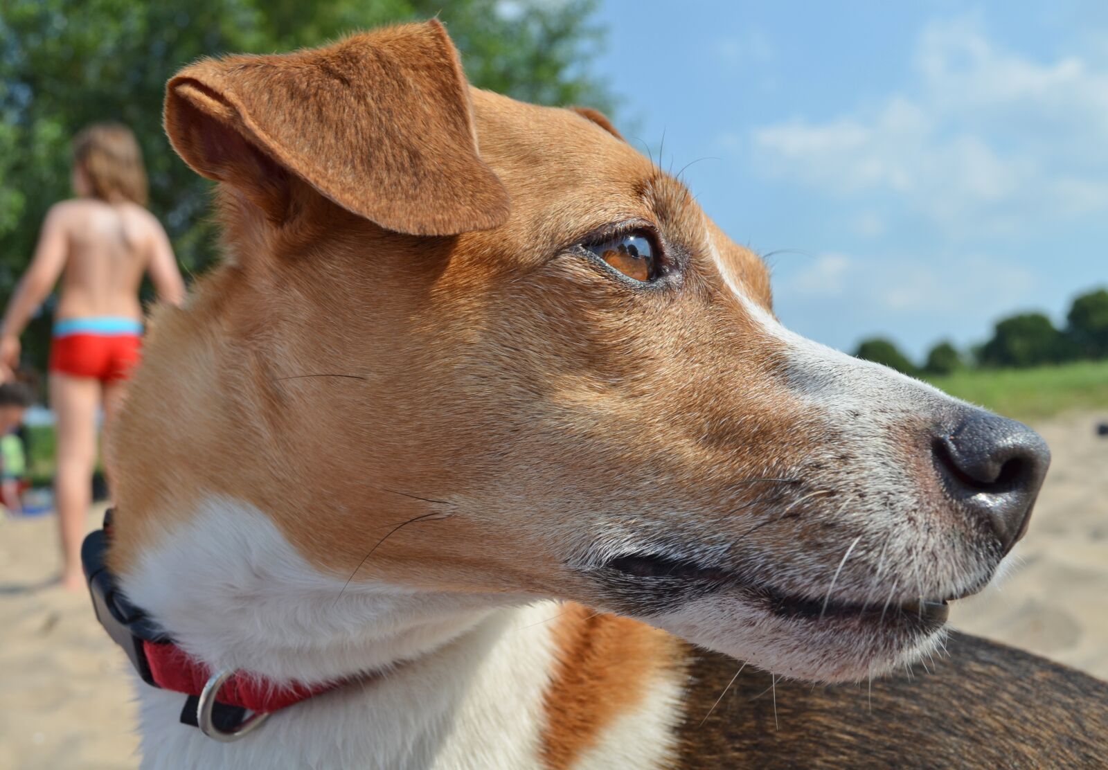 Nikon D5100 sample photo. Dog, terrier, beach photography