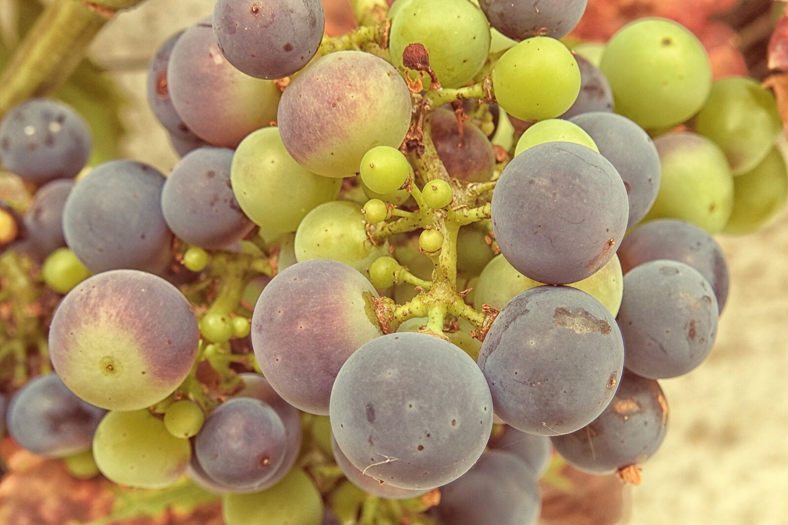 Nikon Coolpix P900 sample photo. Grapes, grapevine, vine photography