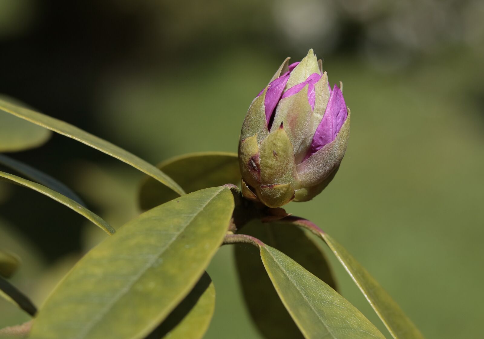 Canon EOS 750D (EOS Rebel T6i / EOS Kiss X8i) sample photo. Flowers, garden, beautiful photography