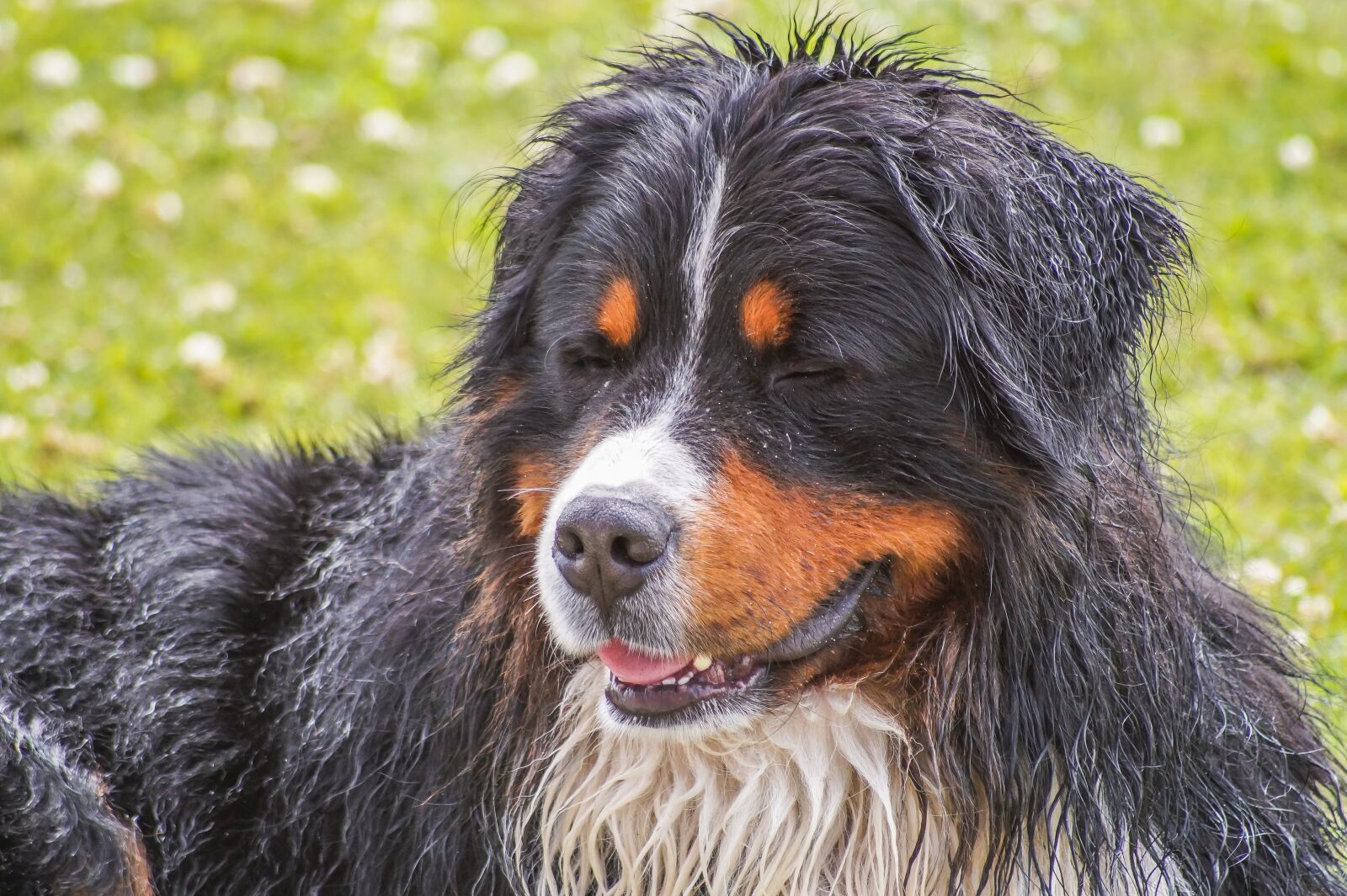 Sony SLT-A58 sample photo. Bernese mountain dog, dog photography