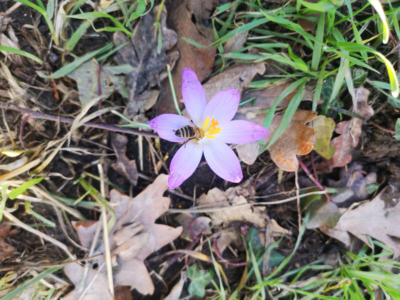 HUAWEI CLT-L29 sample photo. Flowers, meadow, grass photography
