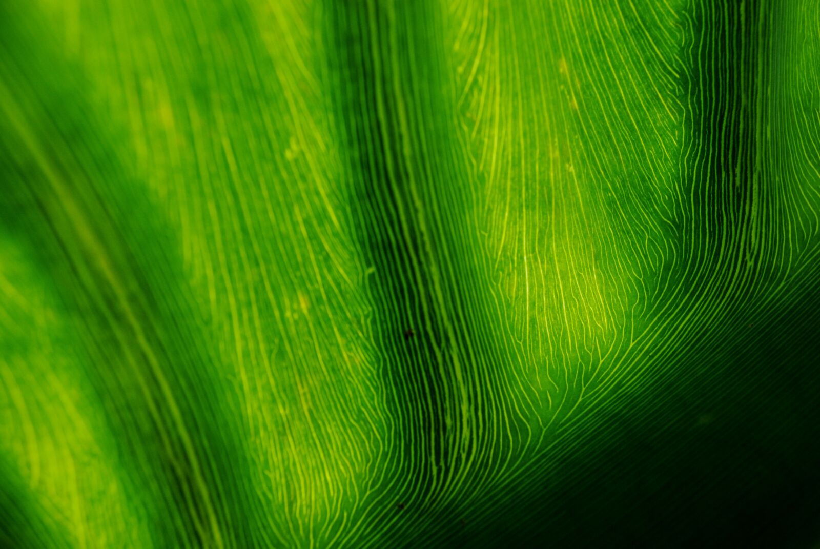 Nikon D3000 sample photo. Leaf, banana leaf, green photography