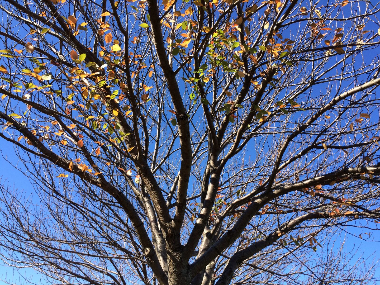 iPhone 5s back camera 4.15mm f/2.2 sample photo. Tree, park, green photography