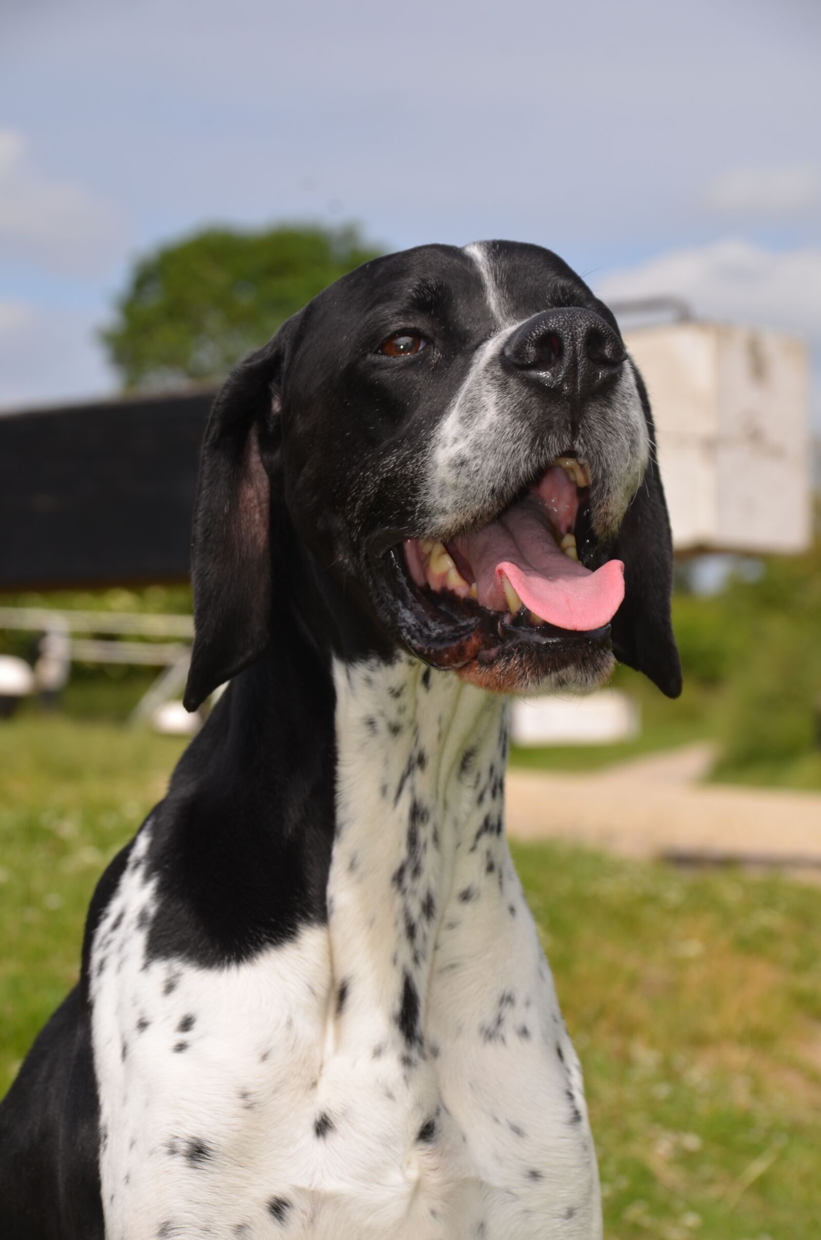 Nikon D7000 sample photo. English pointer, gun dogs photography