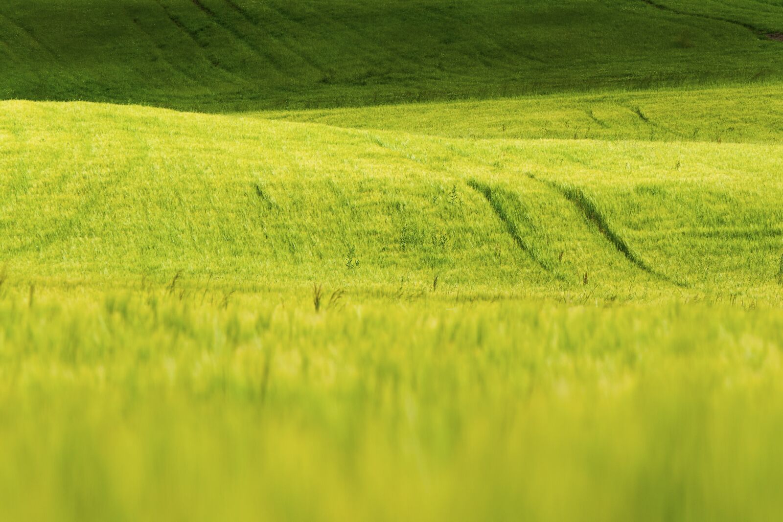 Nikon D5000 sample photo. Grass, nature, green photography