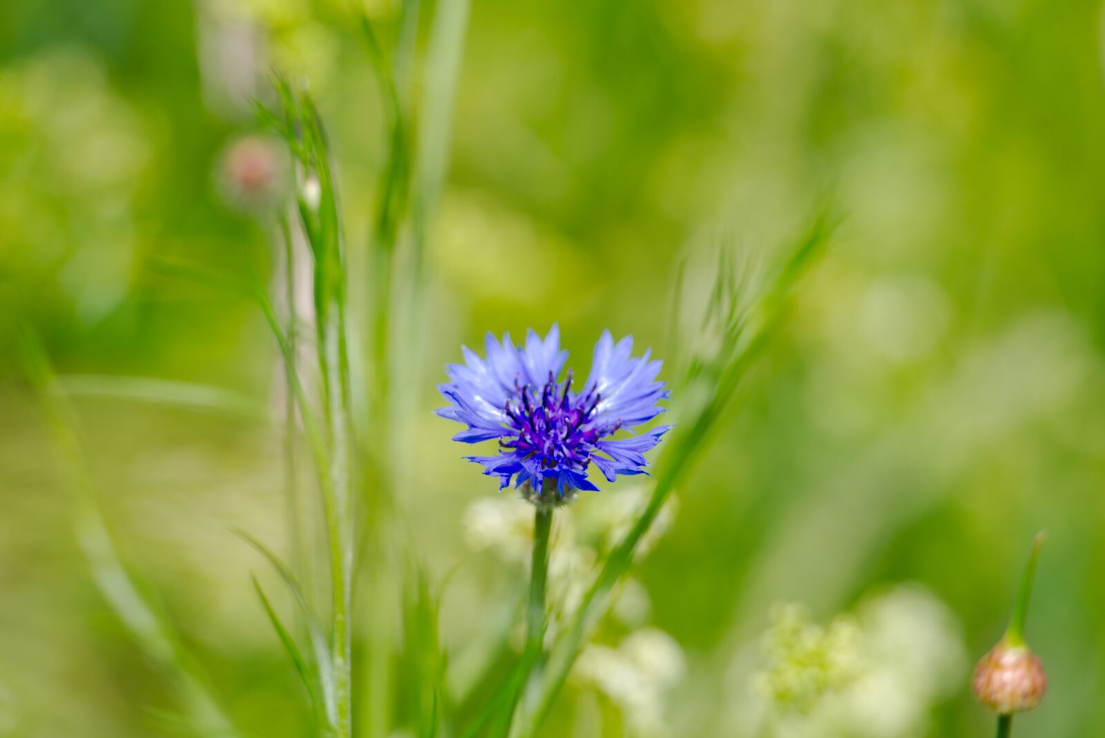Nikon D750 sample photo. Cornflower, flower, spring photography