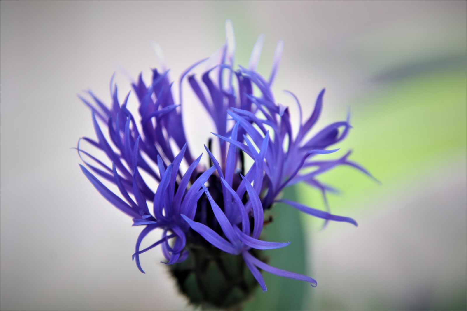Canon EOS 800D (EOS Rebel T7i / EOS Kiss X9i) sample photo. Flower, blue, spring photography