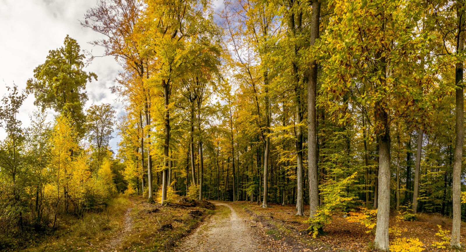 Sony a6000 sample photo. Forest, autumn, forest road photography