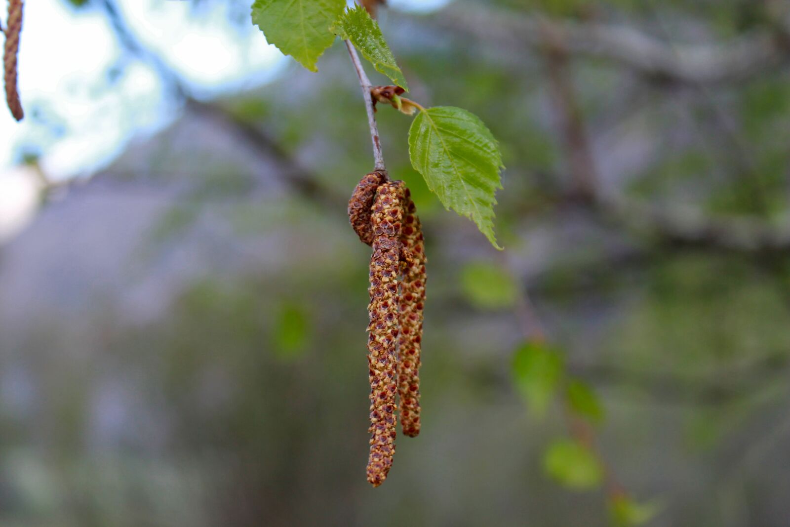 Canon EOS 1100D (EOS Rebel T3 / EOS Kiss X50) sample photo. Birch, birch catkins, spring photography