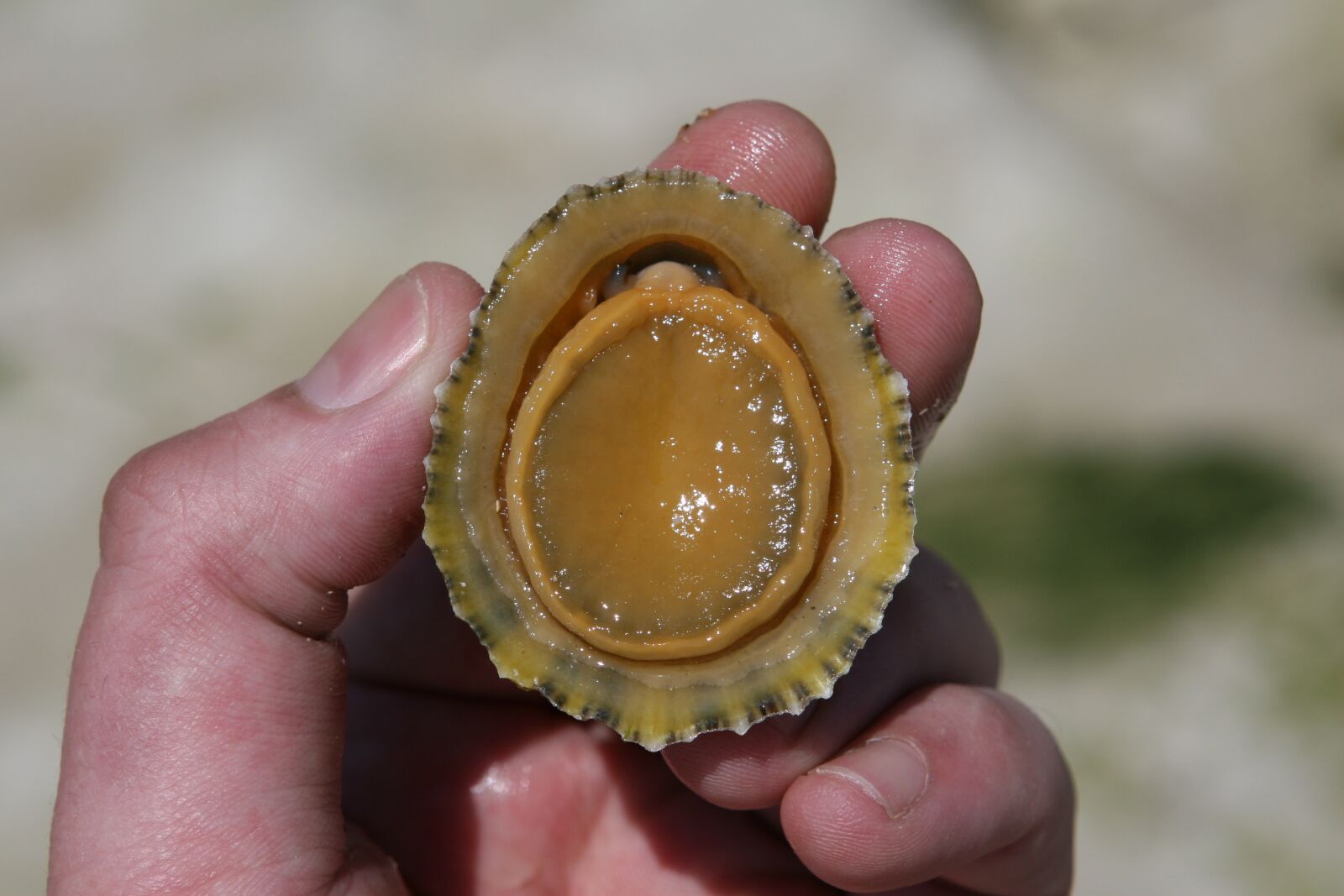 Canon EOS 30D sample photo. Aquatic, barnacle, beach photography