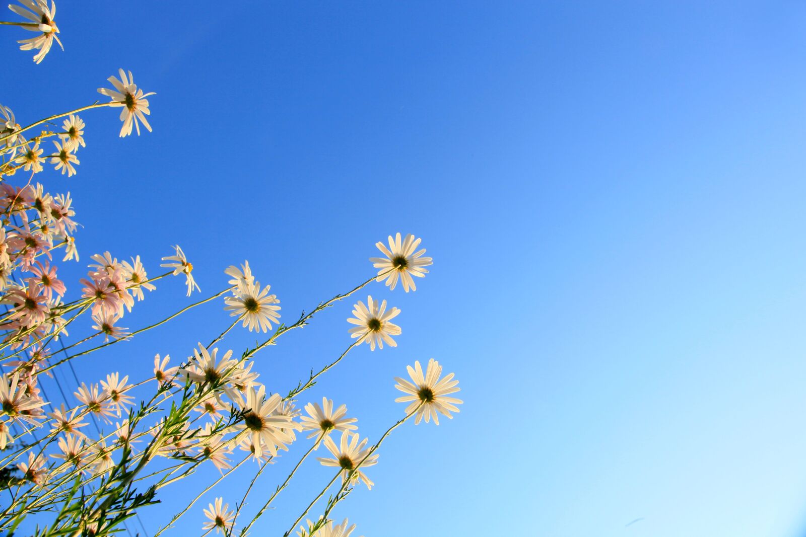 Canon EOS 5D Mark II sample photo. Cosmos, flower, autumn photography