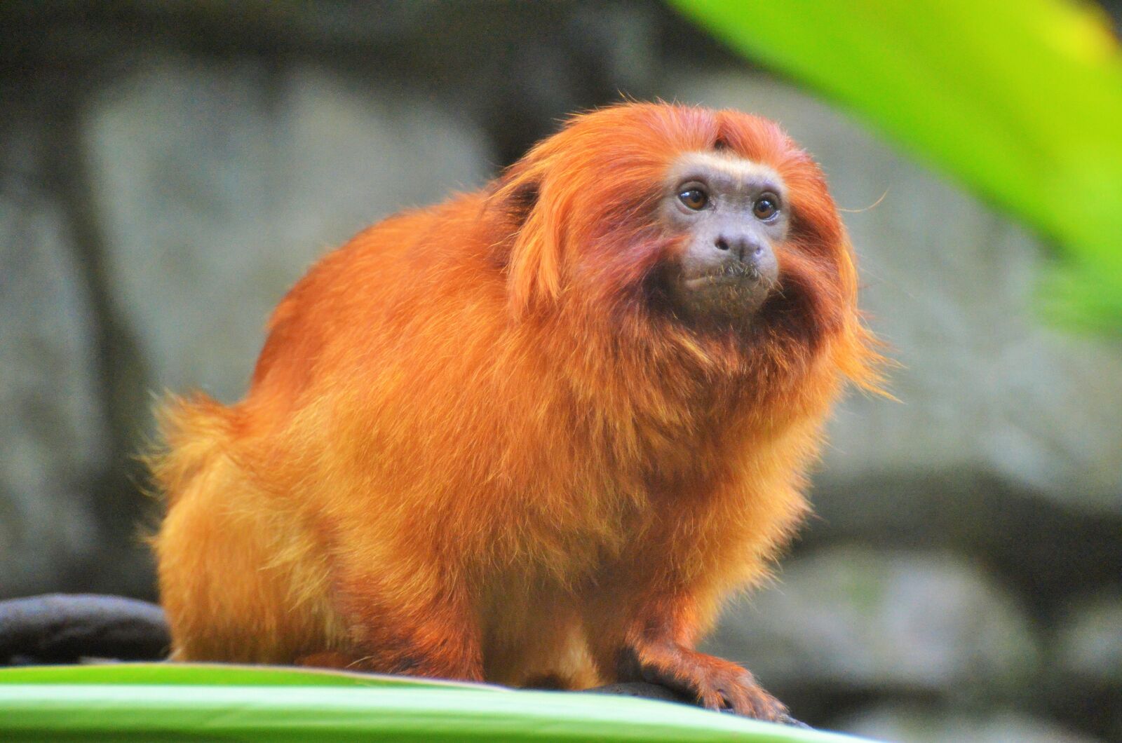 Nikon D5100 sample photo. Golden lion tamarin, monkey photography
