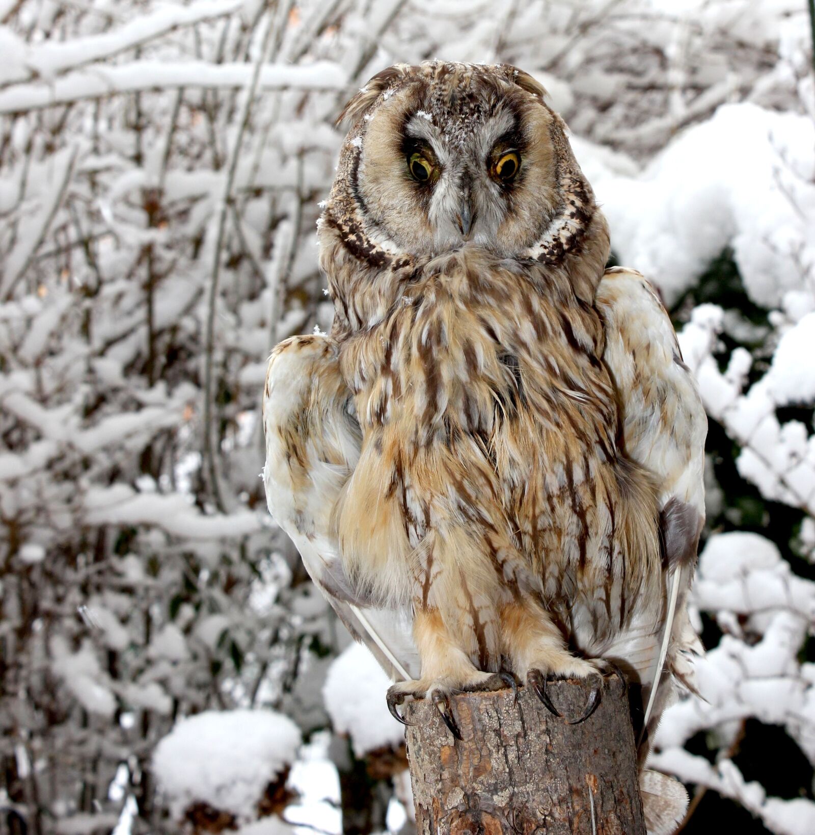 Canon EOS 550D (EOS Rebel T2i / EOS Kiss X4) sample photo. Nature, birds, owl photography
