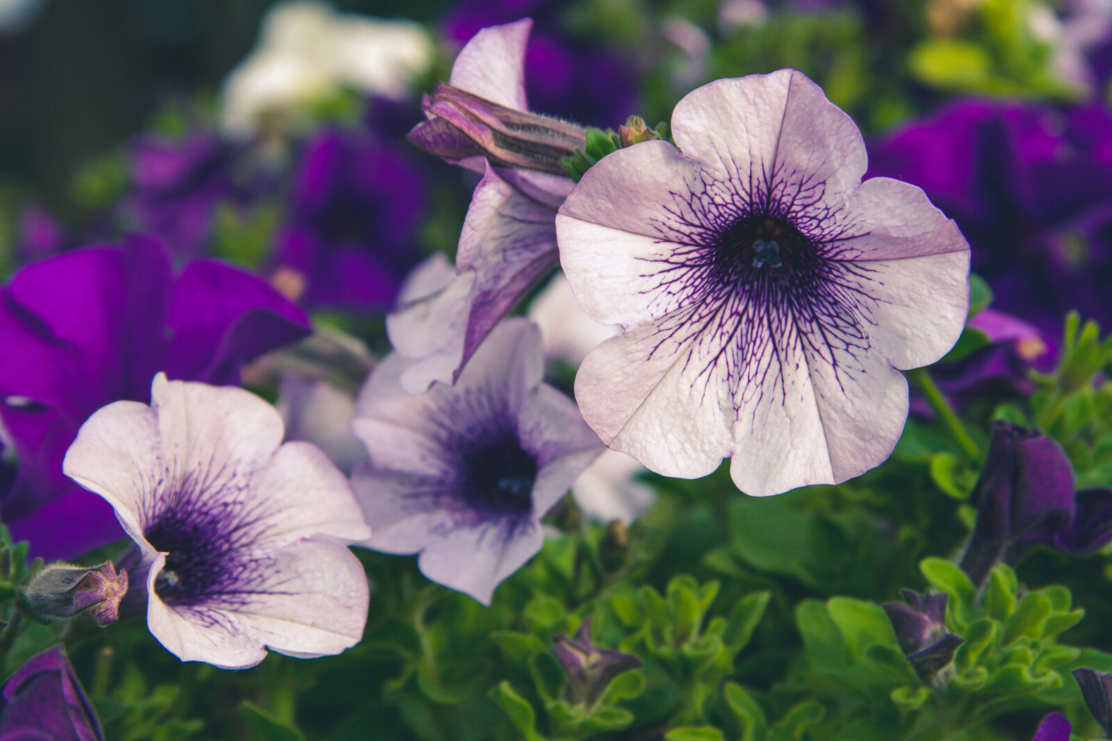 Canon EF-S 17-85mm F4-5.6 IS USM sample photo. Flowers photography