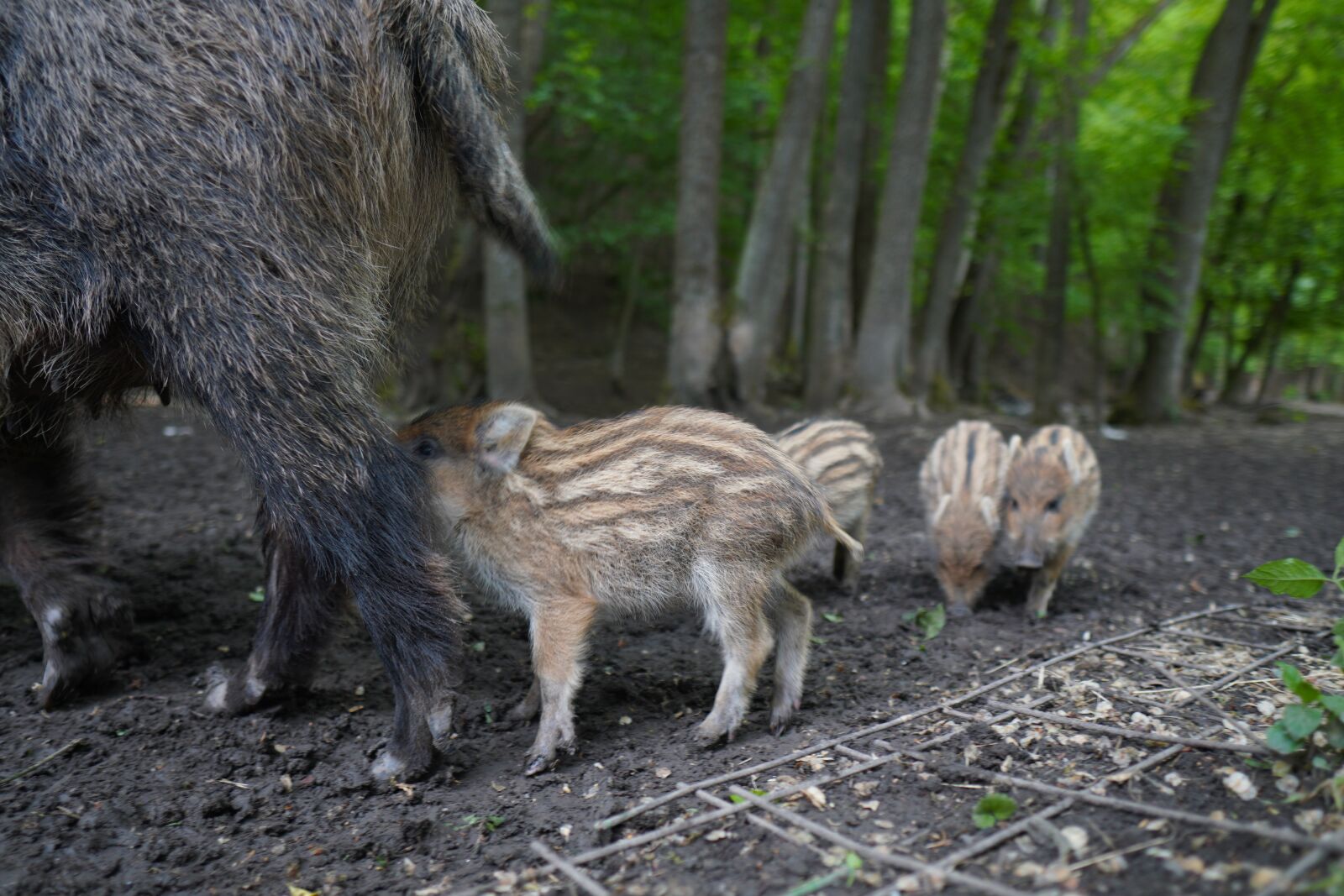 Sony a6400 + Sigma 16mm F1.4 DC DN | C sample photo. Wild boar, pig, sows photography