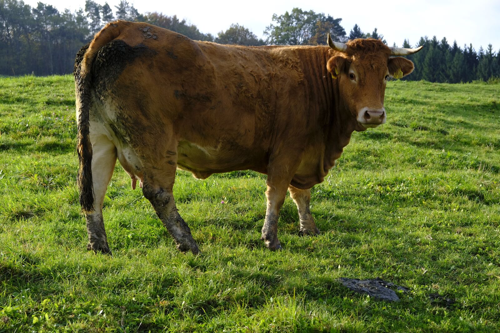 Fujifilm XF 18-55mm F2.8-4 R LM OIS sample photo. Animal, cow, beef photography