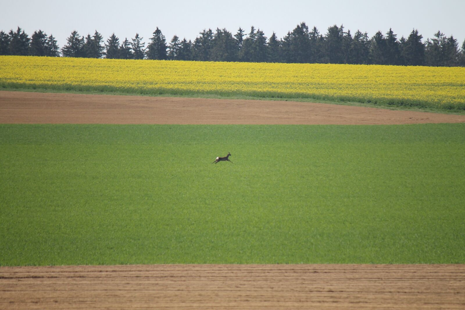 Canon EF-S 55-250mm F4-5.6 IS sample photo. Landscape, agriculture, arable photography