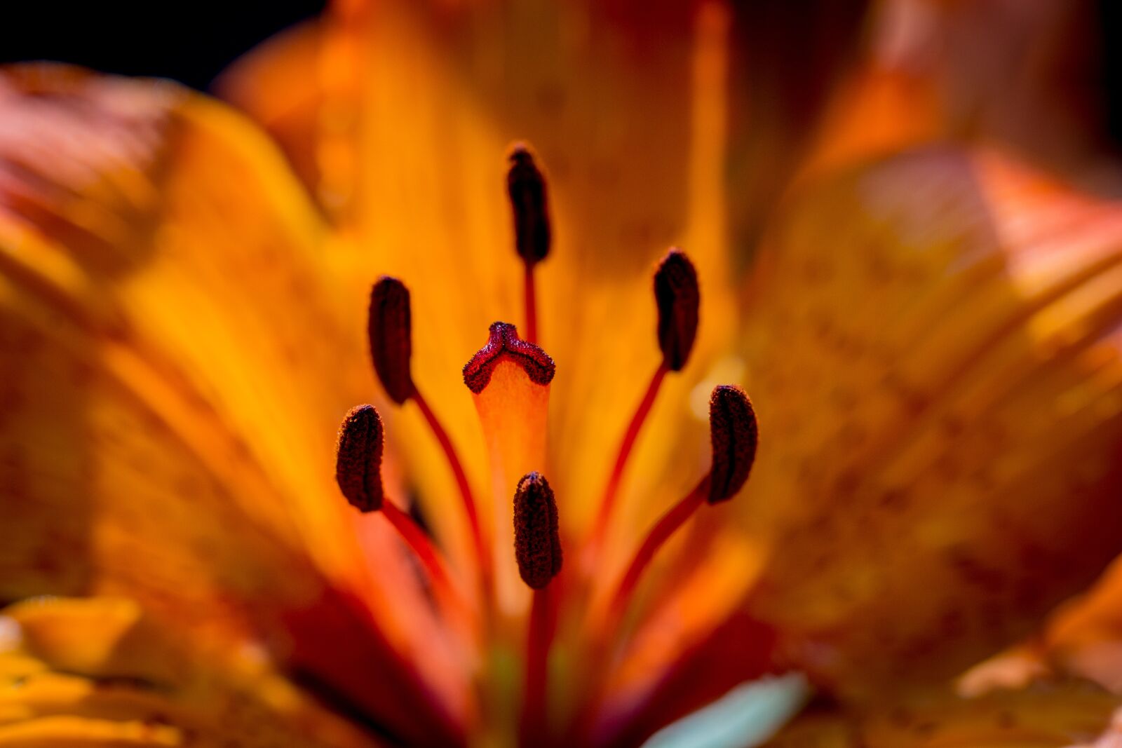 Nikon D7100 sample photo. Fire-lily, lilium bulbiferum, stamen photography