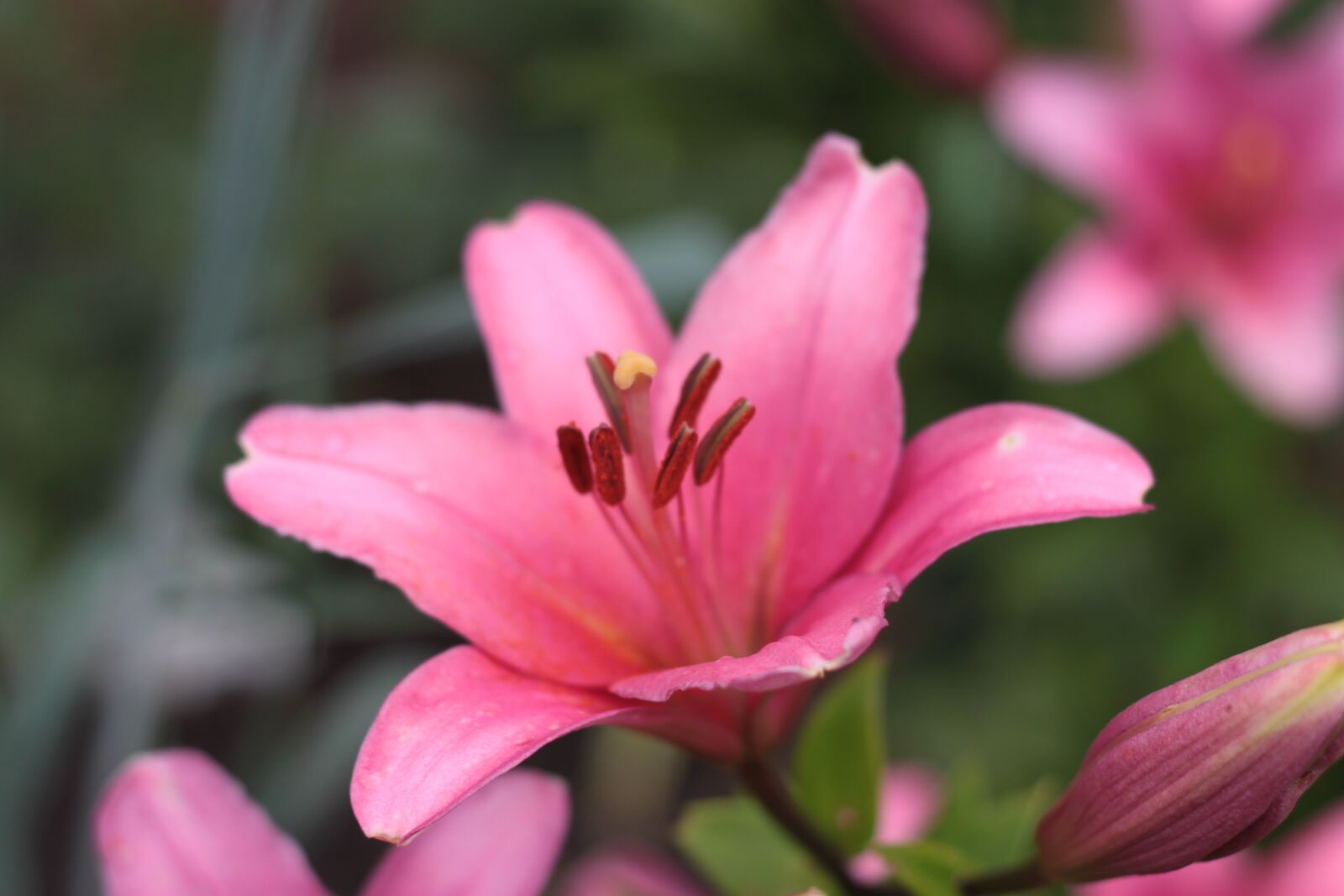 Canon EOS 500D (EOS Rebel T1i / EOS Kiss X3) sample photo. Flower, pink, blossom photography