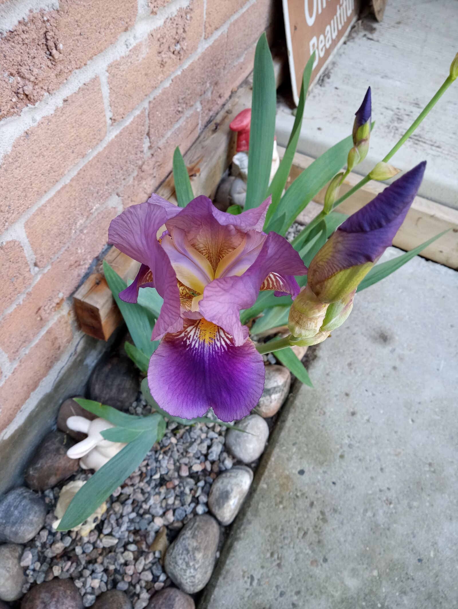 LG LM-X525 sample photo. Spring, iris, bloom photography