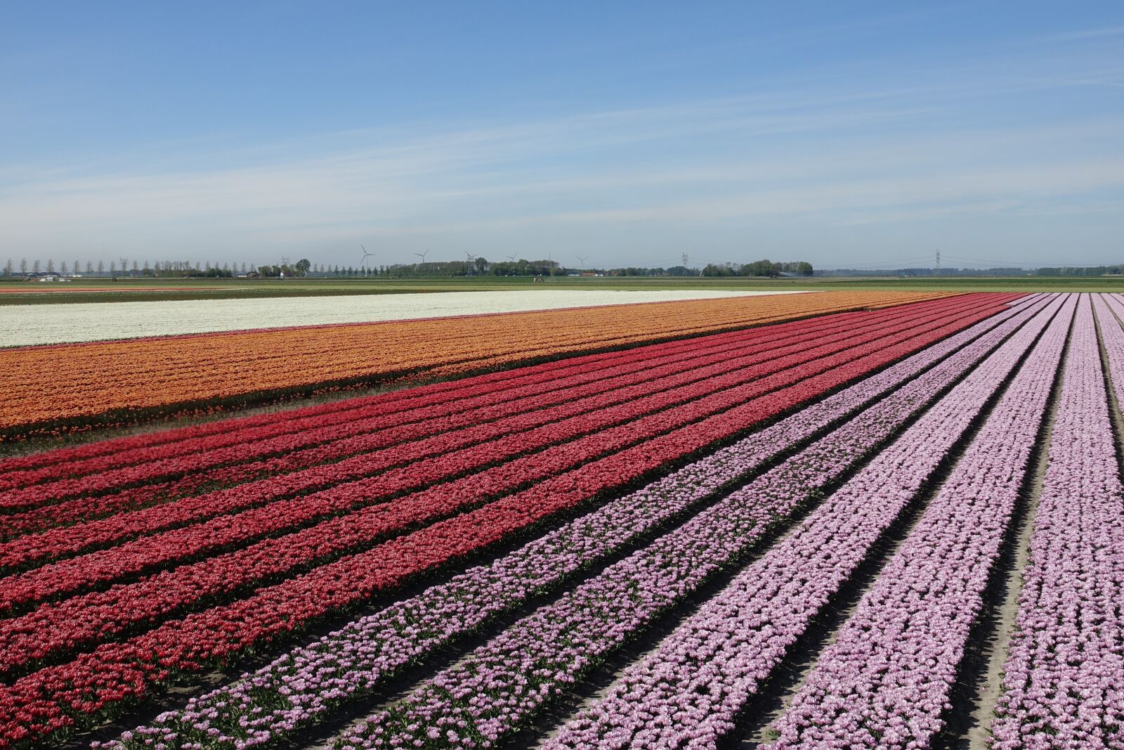 Sony Cyber-shot DSC-RX10 III sample photo. Tulips, tulip field, red photography