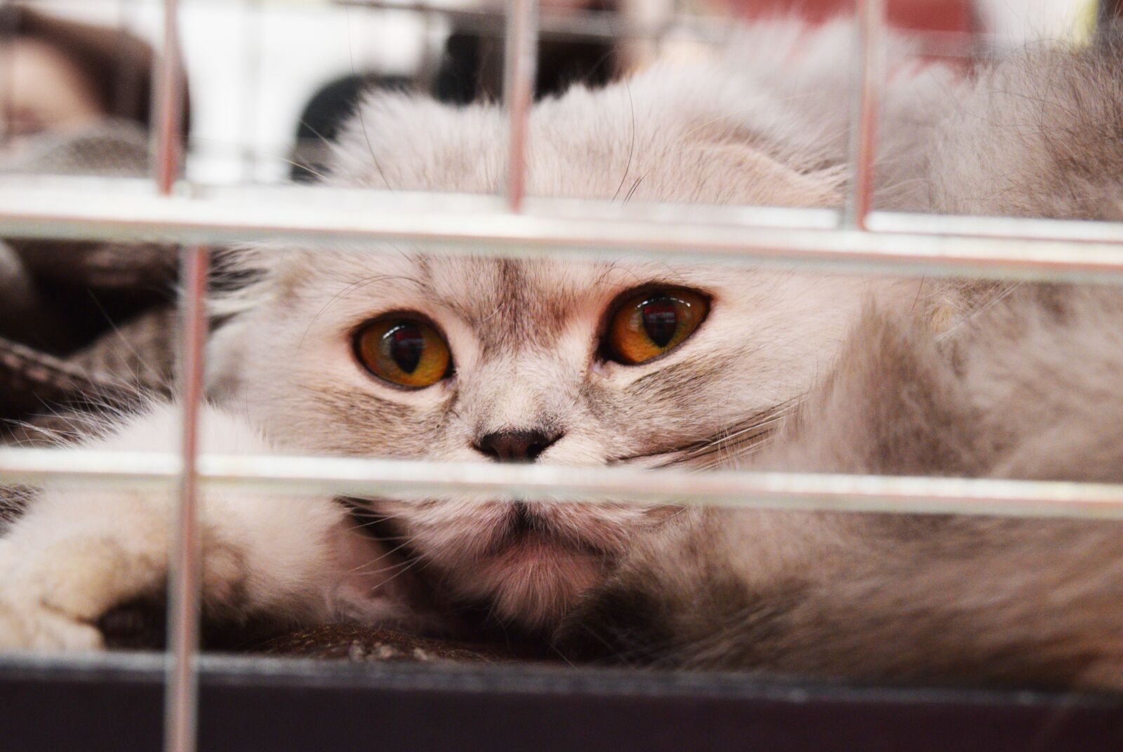 Nikon D3300 sample photo. Shelter cat, cage, adoption photography